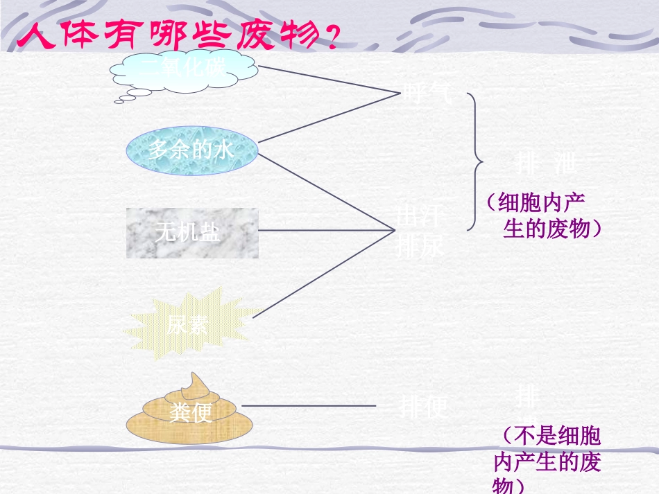 人体内废物的排出课件_第2页