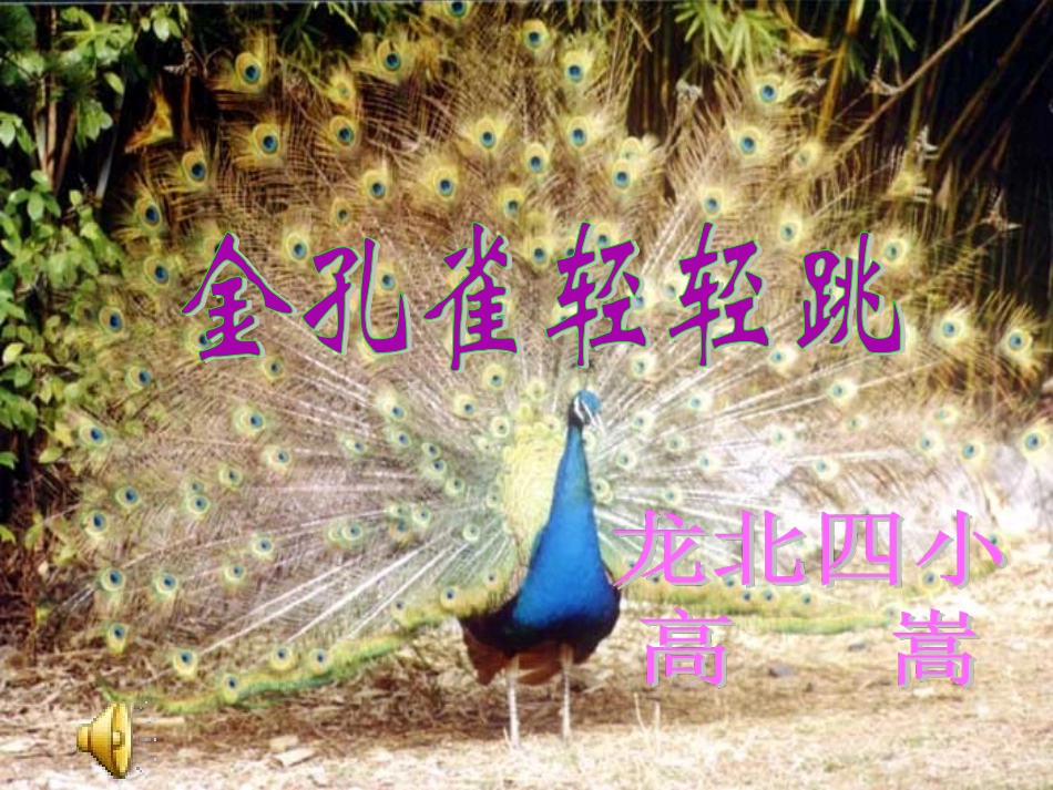 金孔雀(上交)_第1页