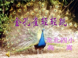 金孔雀(上交)
