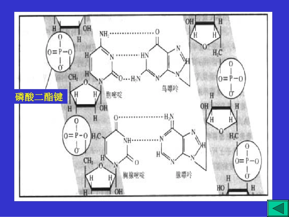 基因工程 (2)_第3页
