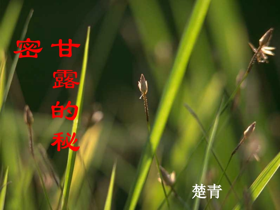 第18课《甘露的秘密》_第2页
