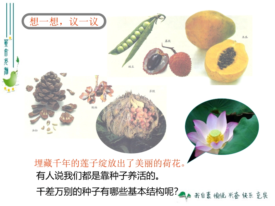 最新人教版312种子植物_第3页