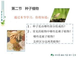 最新人教版312种子植物