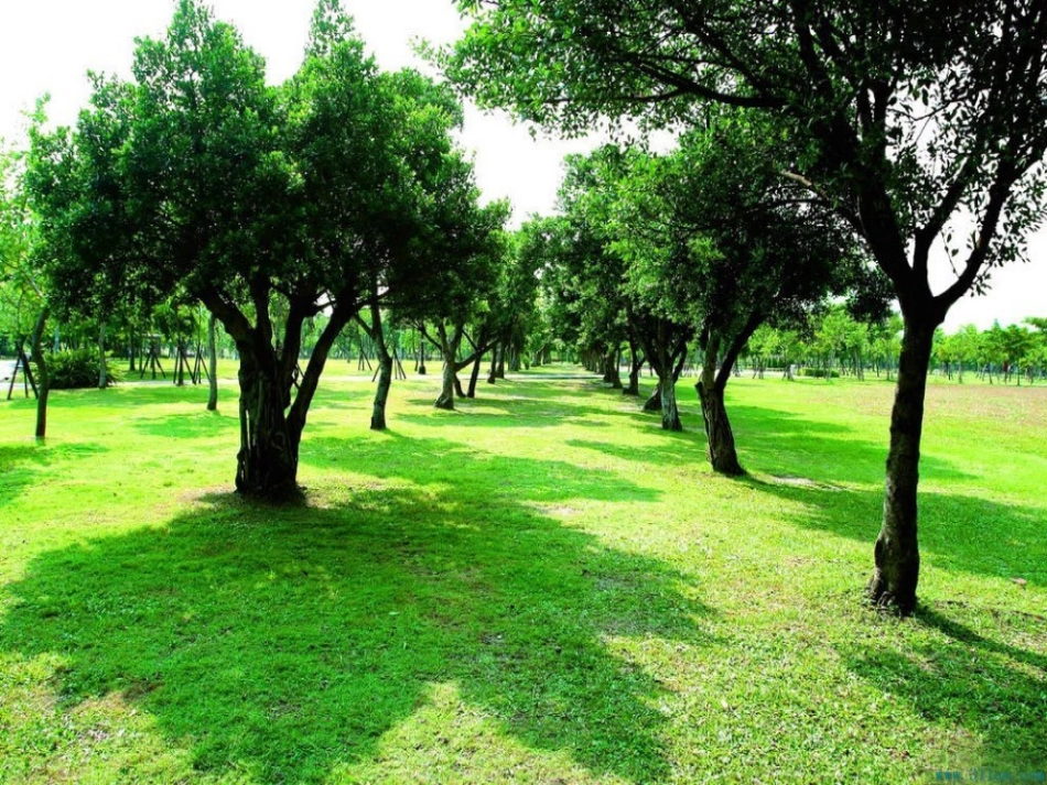 《落叶》课件_第3页