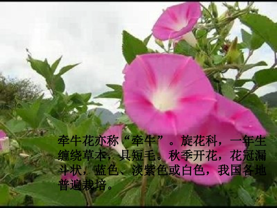 小鸟和牵牛花课件_第2页