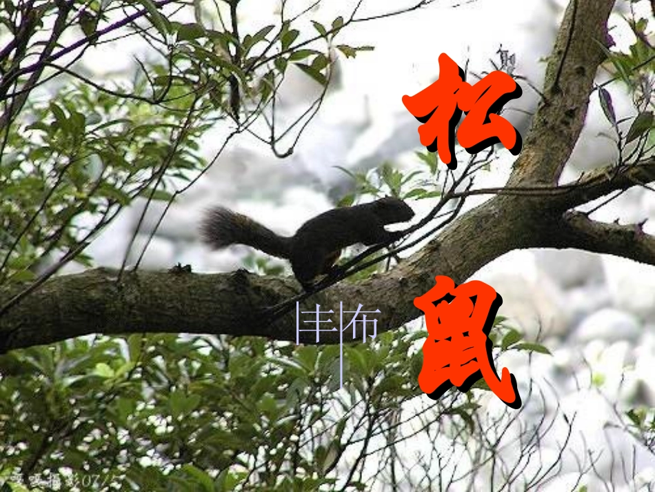 《松鼠》课件 (2)_第1页