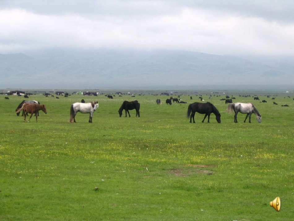 草原教学课件_第1页