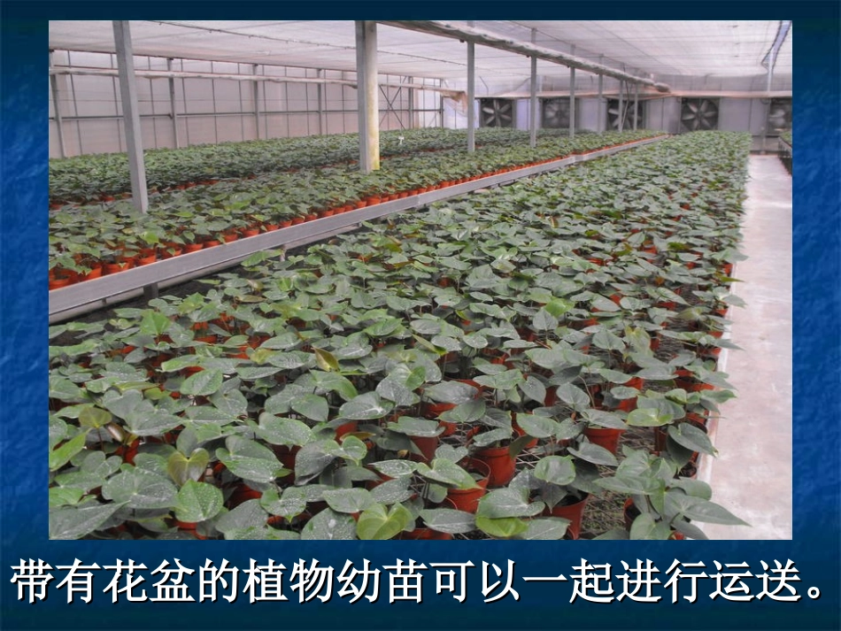 （鄂教版）五年级科学下册《移栽植物苗》教学课件1_第3页