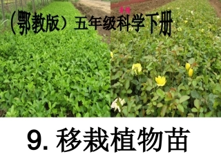 （鄂教版）五年级科学下册《移栽植物苗》教学课件1