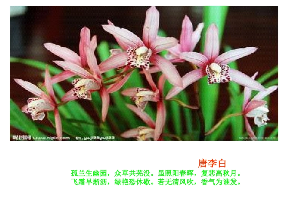梅兰菊竹四君子_第3页