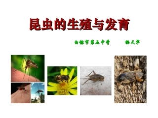 昆虫的生殖与发育课件