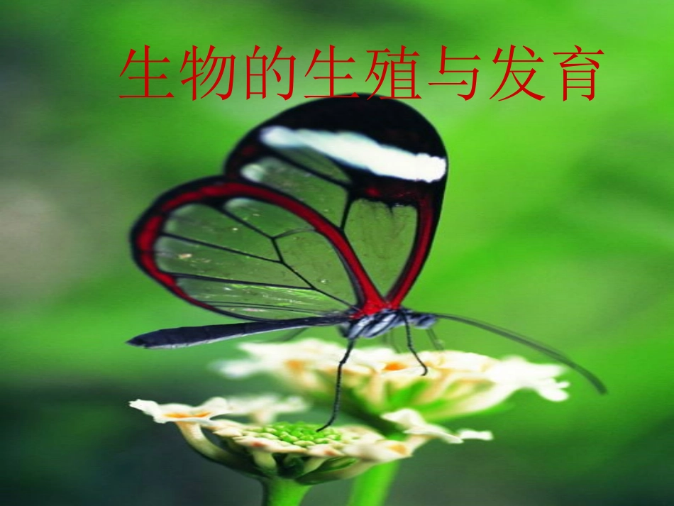 生物的生殖和发育_第1页