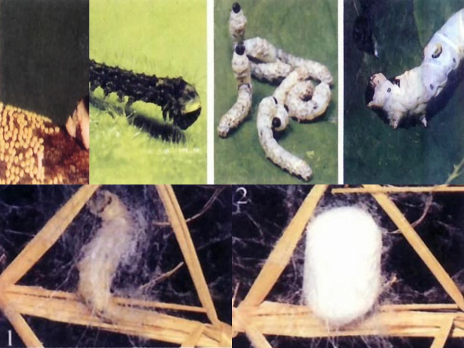 生物的生殖和发育_第3页