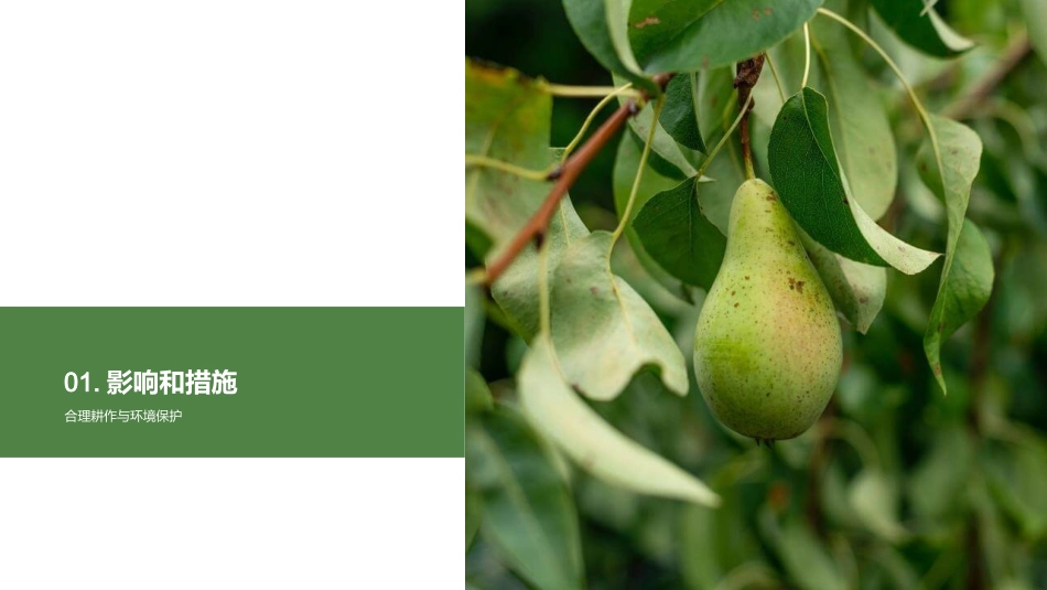 环保种植：玉米与生态-促进可持续农业发展_第3页