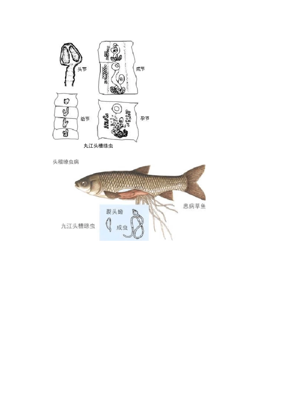 常见的鱼类寄生虫资料_第2页