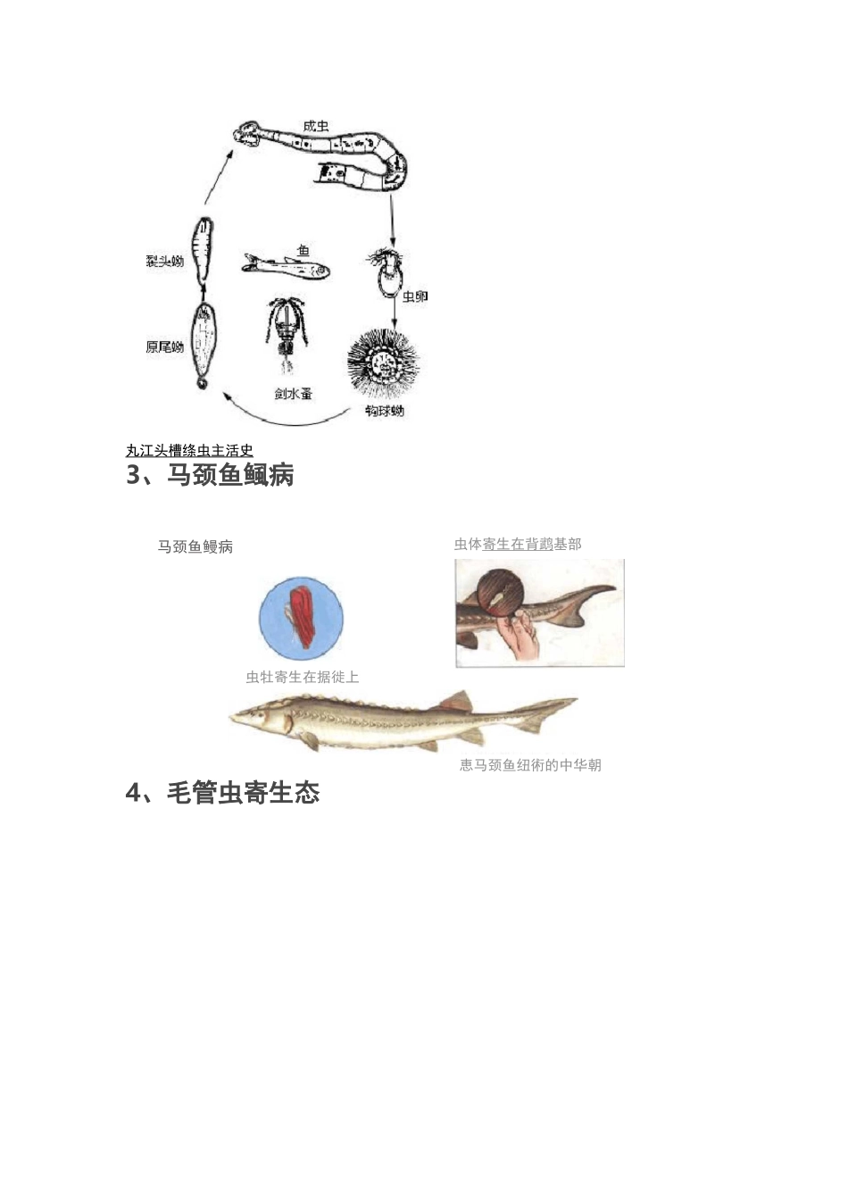 常见的鱼类寄生虫资料_第3页