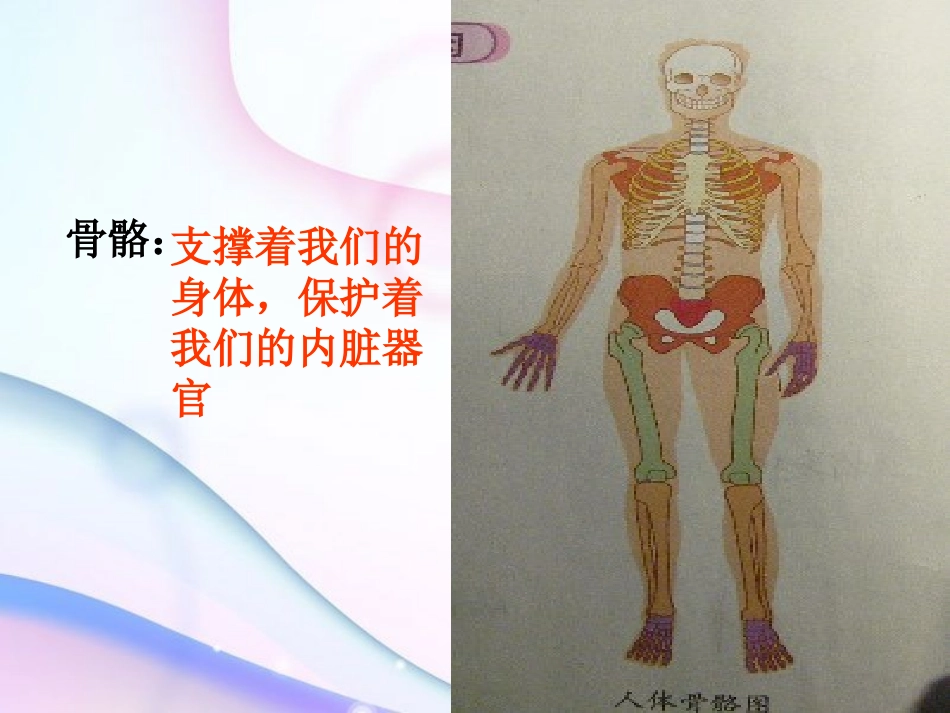 骨骼、关节和肌肉_第2页