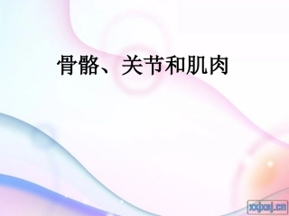 骨骼、关节和肌肉