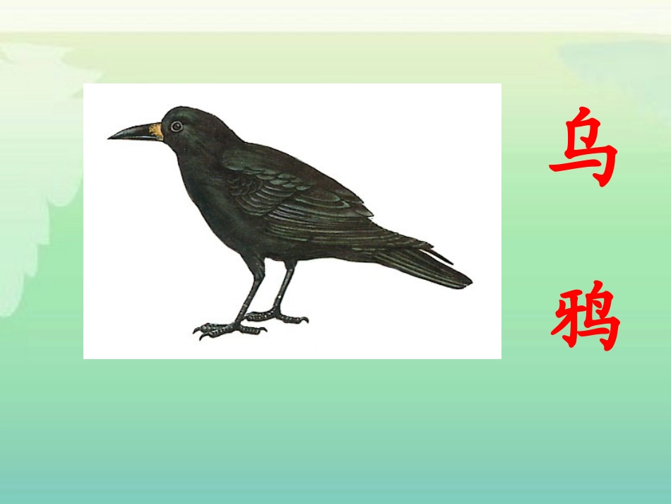 乌鸦喝水课件_第2页