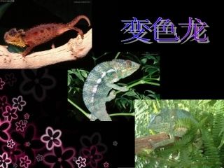 《变色龙》课件 (2)