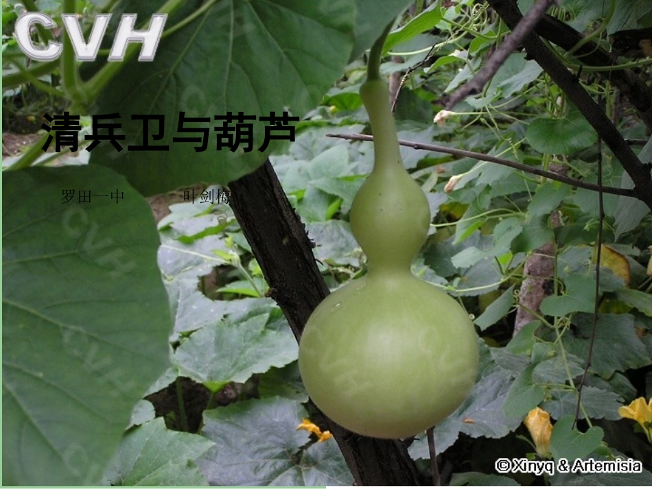 清兵卫与葫芦（罗田一中叶剑梅）_第1页