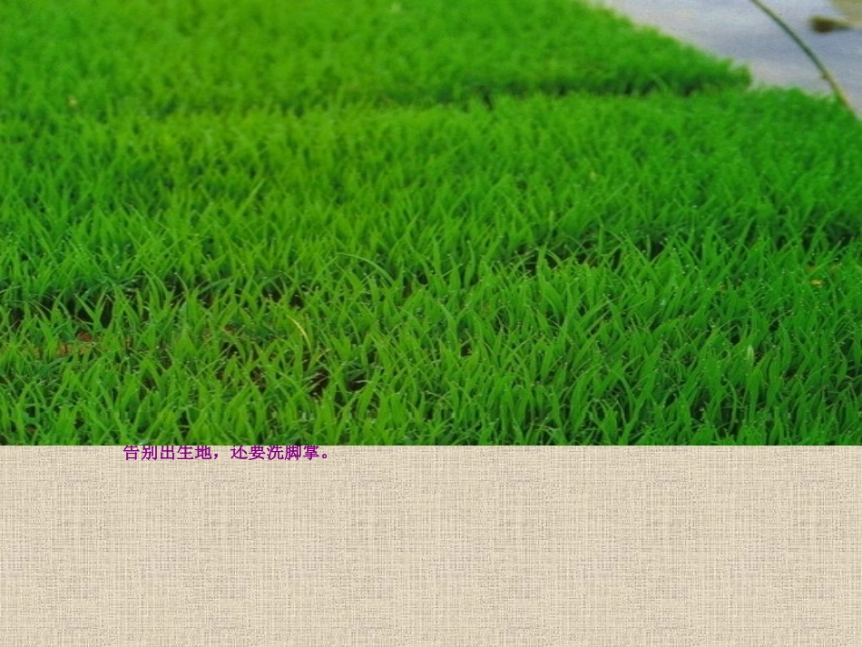 小稻秧脱险记123_第3页