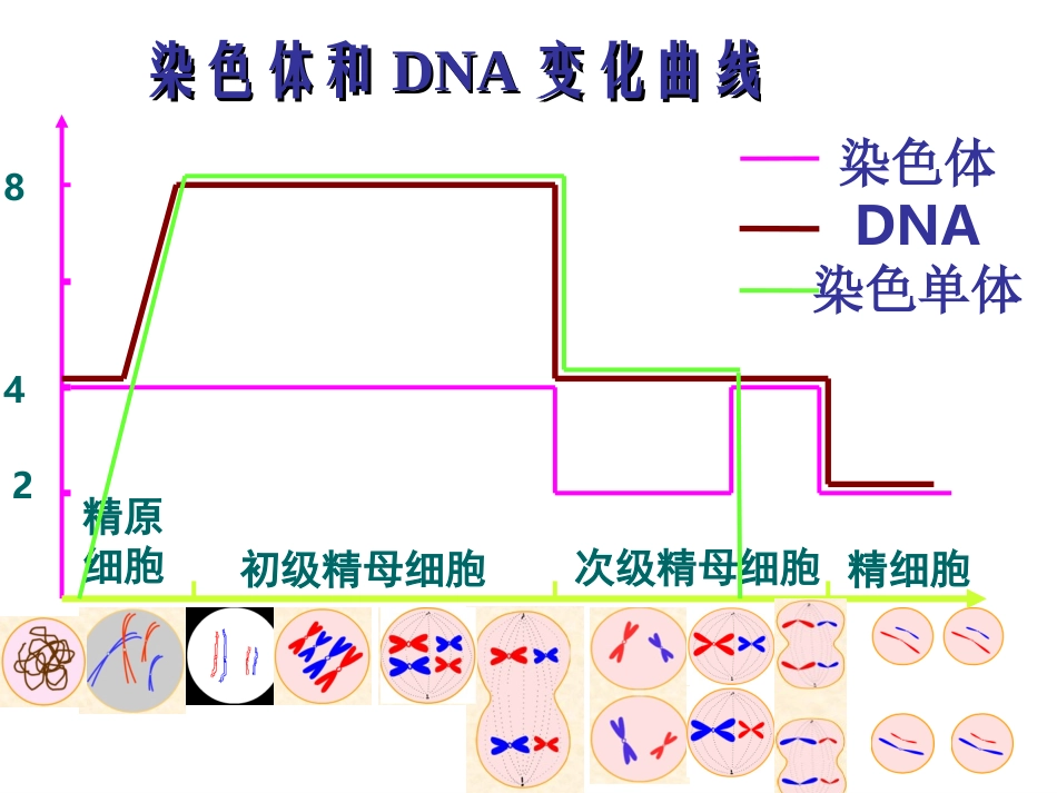 减数分裂过程中的数量变化2_第2页