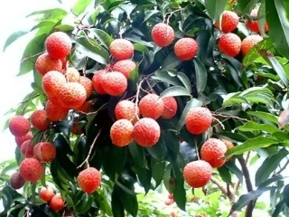 南州六月荔枝丹