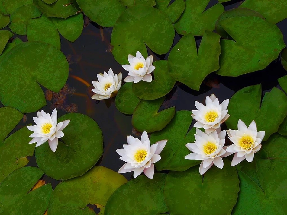 《花钟》课件2[1]_第3页