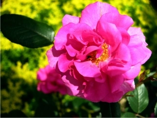 《花钟》课件2[1]