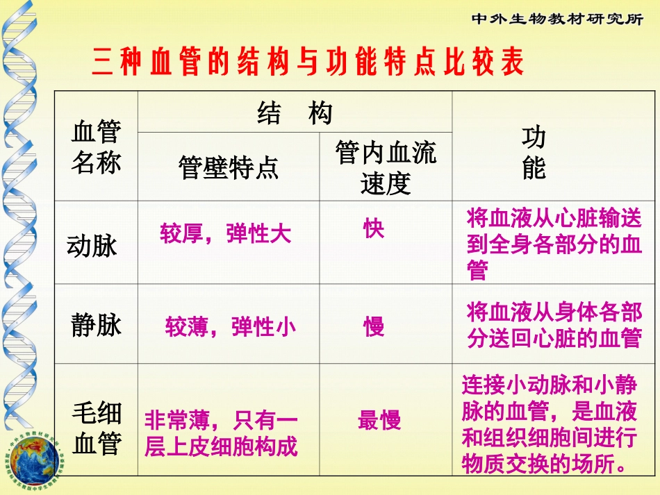 血液循环课件_第3页