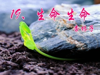 生命生命课件
