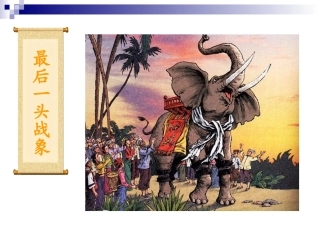 最后一头战象 (4)