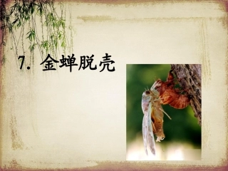 金蝉脱壳第一课时
