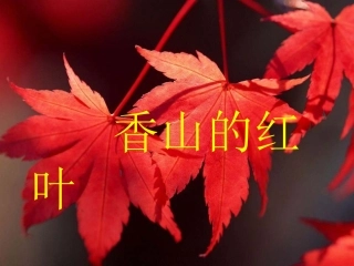 香山的红叶 (2)