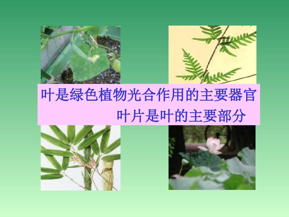 植物光合作用的场所_第1页