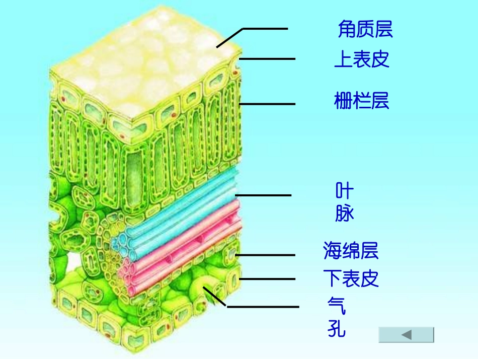 植物光合作用的场所_第3页