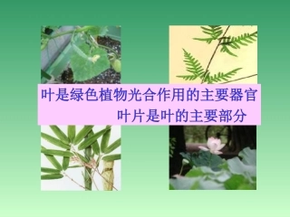 植物光合作用的场所