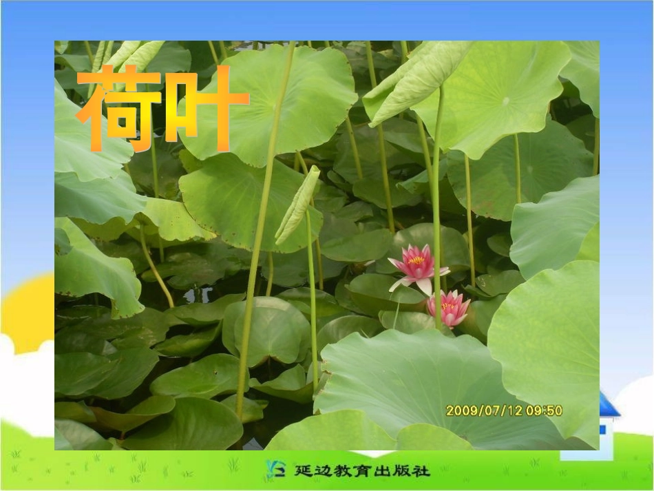 《荷叶伞》课件(2)_第2页