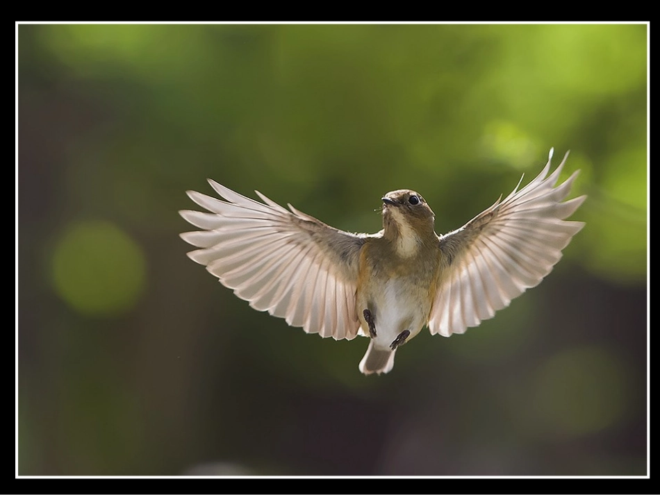 四一PPT我和鸟的故事_第3页