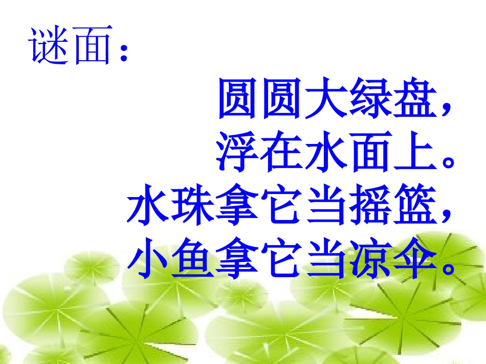 荷叶圆圆课件新_第1页