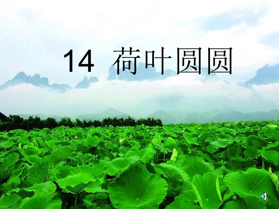 荷叶圆圆课件新_第2页