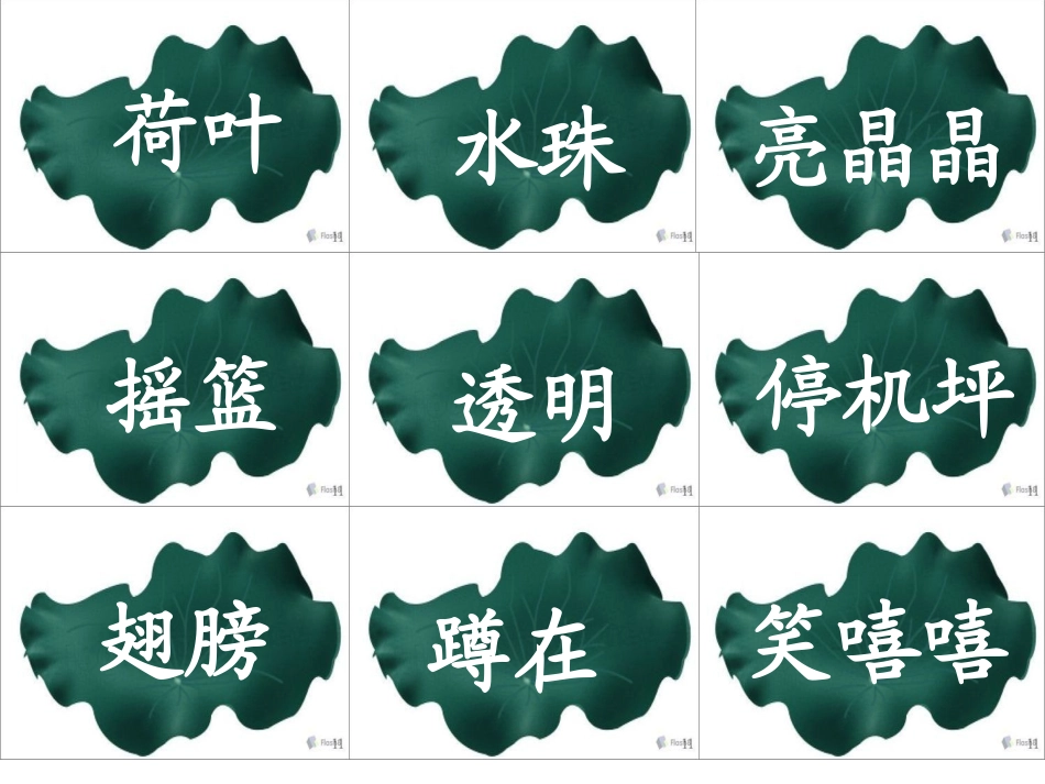 荷叶圆圆课件新_第3页