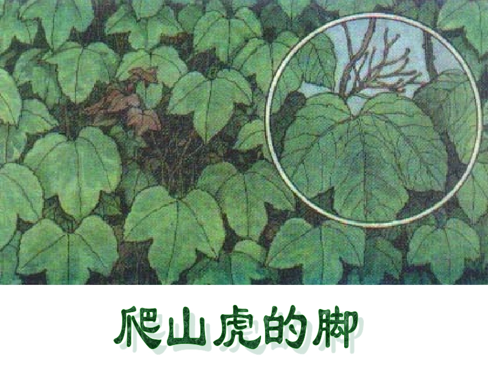 爬山虎的脚 (3)_第2页