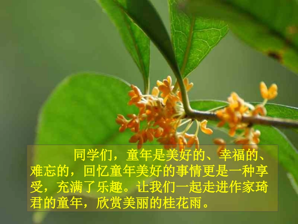 （苏教版）四年级语文上册课件桂花雨_第2页