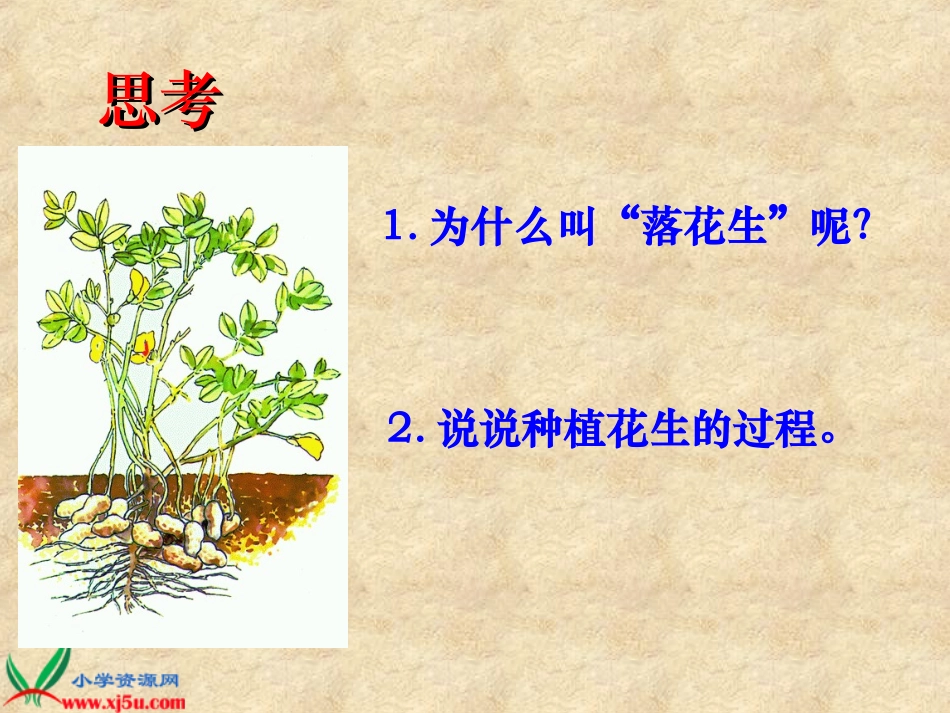 （人教新课标）五年级语文上册课件落花生7_第3页