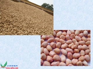 （人教新课标）五年级语文上册课件落花生7