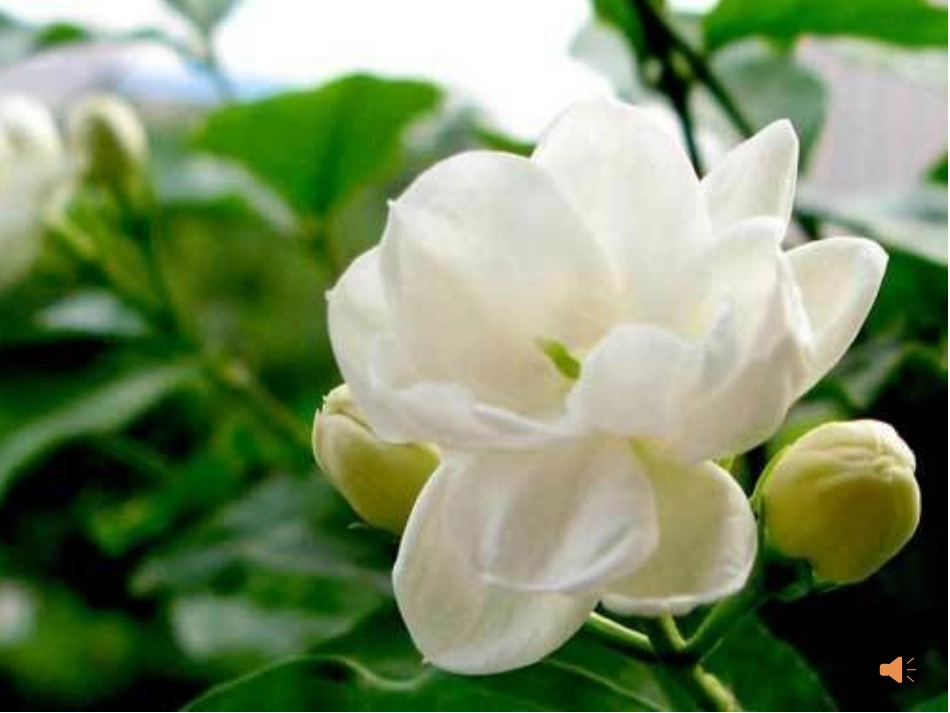 音乐《茉莉花》_第2页