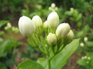音乐《茉莉花》