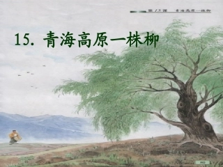 青藏高原一株柳课件